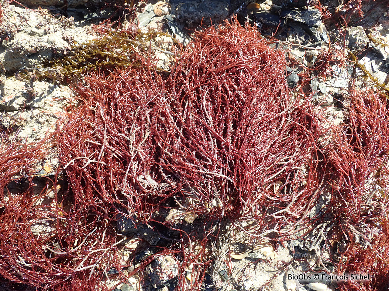 Cordes de Solier - Solieria chordalis - François Sichel - BioObs