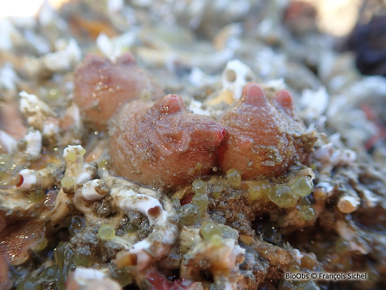 Ascidie groseille - Dendrodoa grossularia - François Sichel - BioObs