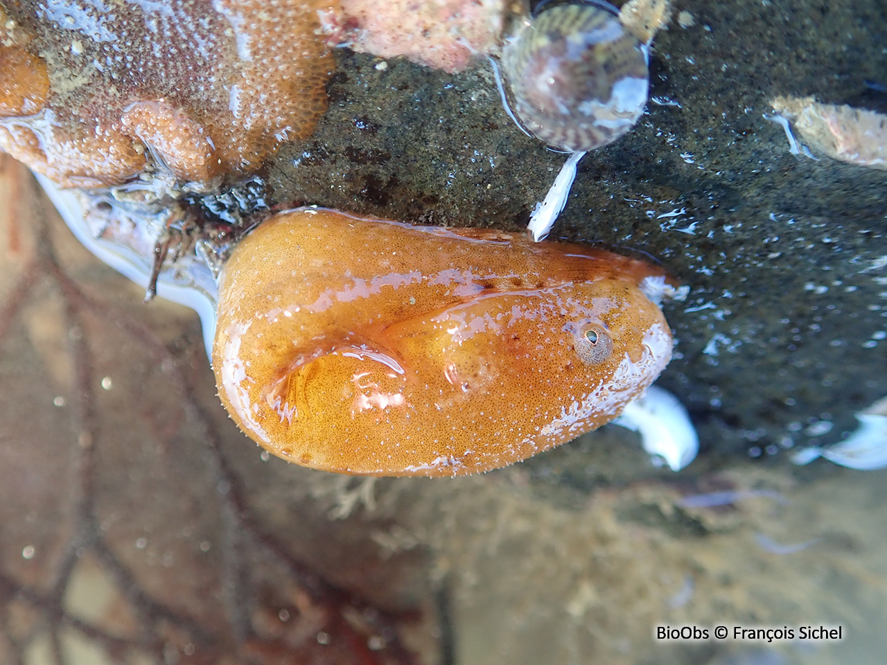 Petite limace de mer - Liparis montagui - François Sichel - BioObs