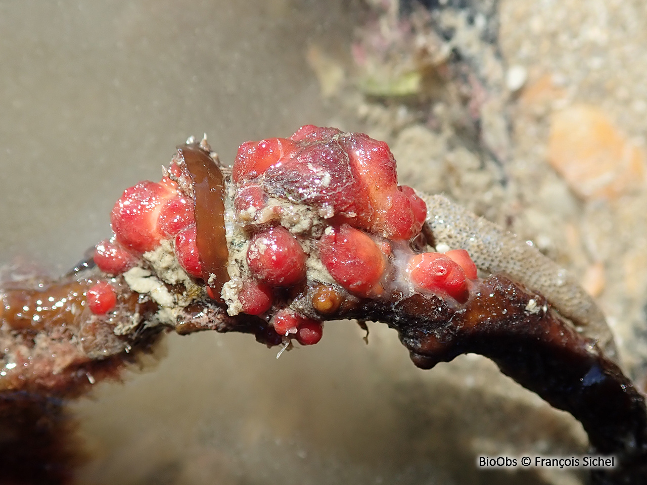Ascidie varioleuse - Distomus variolosus - François Sichel - BioObs
