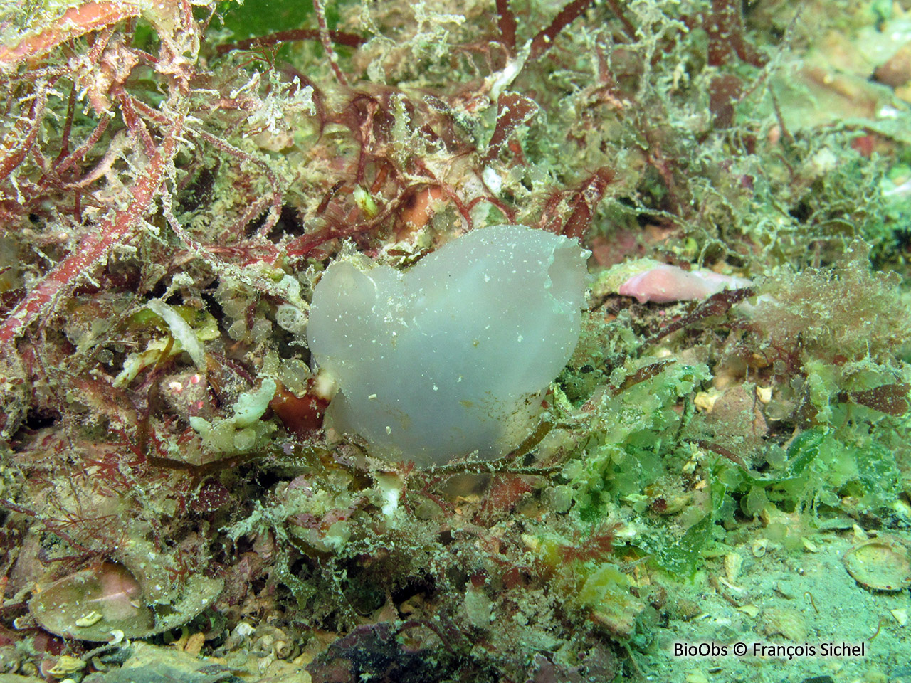Ascidie sale - Ascidiella aspersa - François Sichel - BioObs