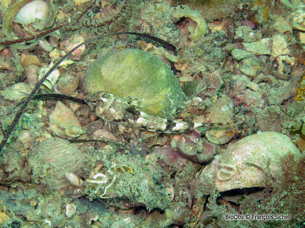 Dragonnet réticulé - Callionymus reticulatus - François Sichel - BioObs