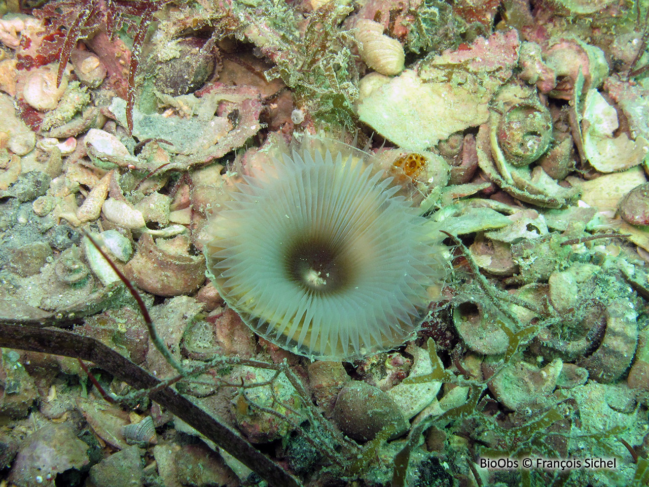 Myxicole à plusieurs couleurs - Myxicola polychroma - François Sichel - BioObs