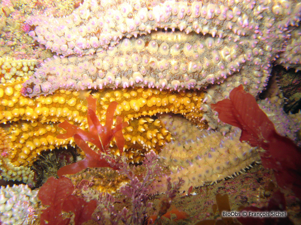 Etoile de mer glaciaire - Marthasterias glacialis - François Sichel - BioObs