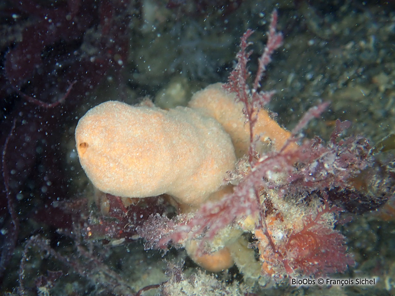 Clathria veinée - Clathria (Microciona) strepsitoxa - François Sichel - BioObs