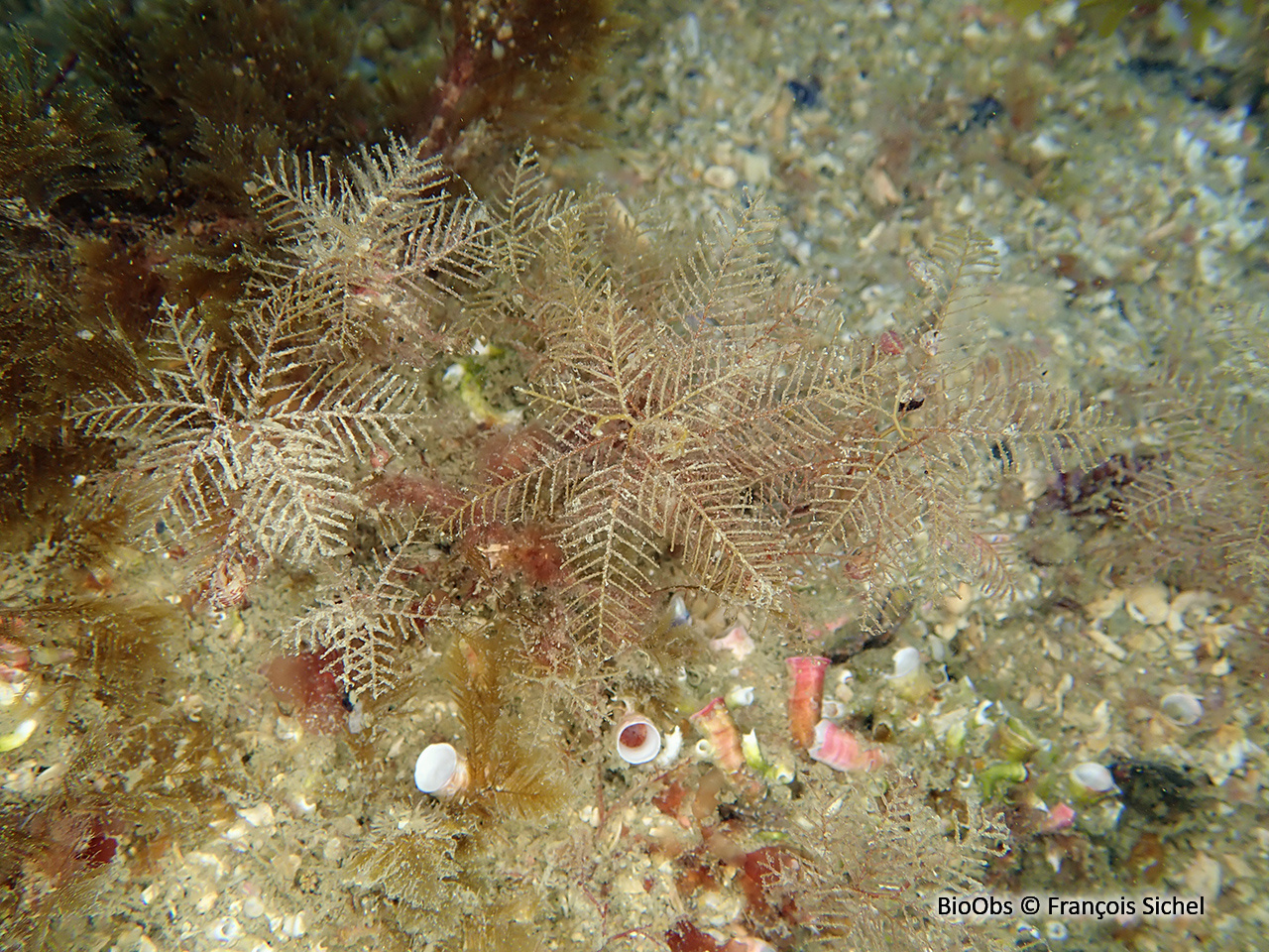 Hydraire palmier - Hydrallmania falcata - François Sichel - BioObs