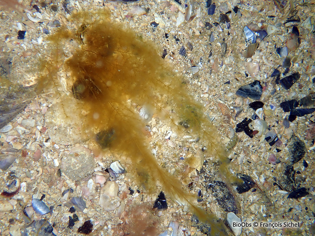 Sphorochnus pédonculé - Sporochnus pedunculatus - François Sichel - BioObs