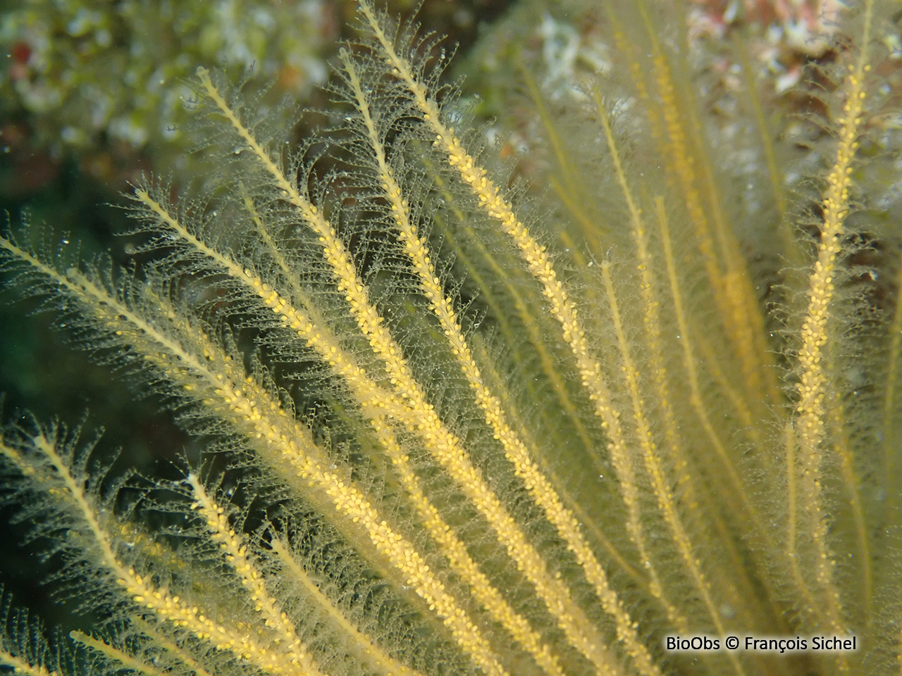 Hydraire-antenne nemertesie - Nemertesia antennina - François Sichel - BioObs