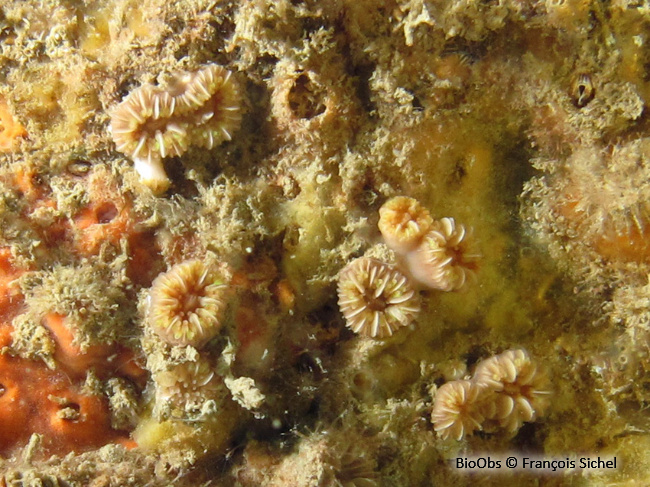 Corail nain - Hoplangia durotrix - François Sichel - BioObs