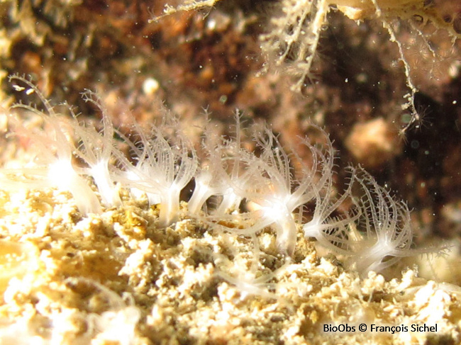 Corail brique - Sarcodictyon catenatum - François Sichel - BioObs