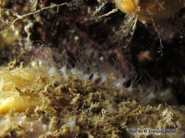 Corail brique - Sarcodictyon catenatum - François Sichel - BioObs