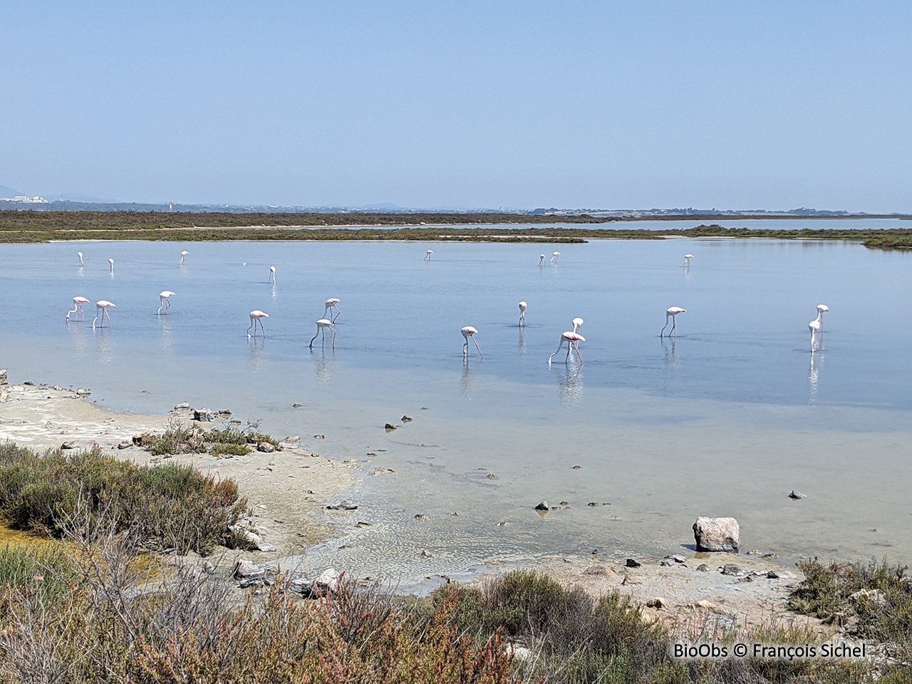 Flamant rose - Phoenicopterus roseus - François Sichel - BioObs