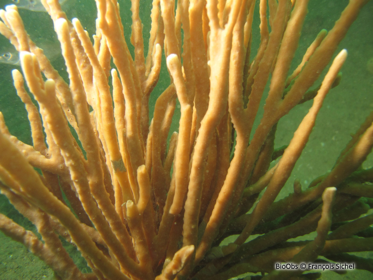 Chaline oculée - Haliclona (Haliclona) oculata - François Sichel - BioObs