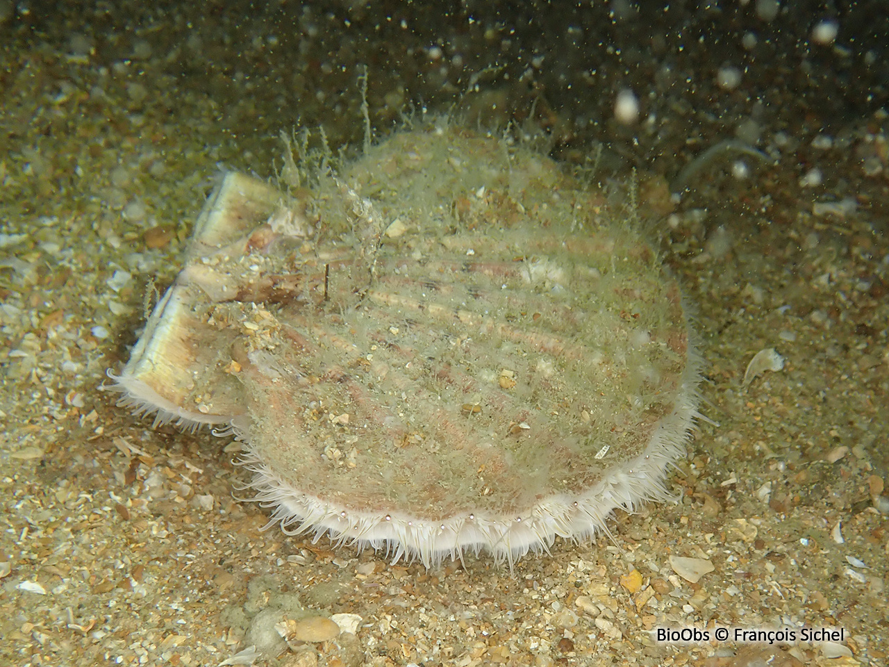 Coquille Saint-Jacques de l'Atlantique - Pecten maximus - François Sichel - BioObs