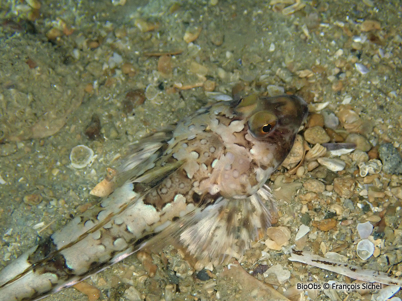 Dragonnet - Callionymus lyra - François Sichel - BioObs