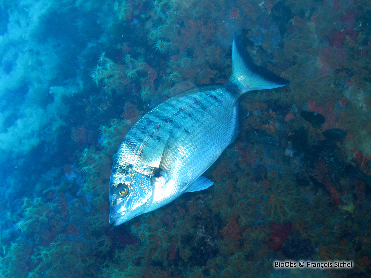 Sar à museau pointu - Diplodus puntazzo - François Sichel - BioObs