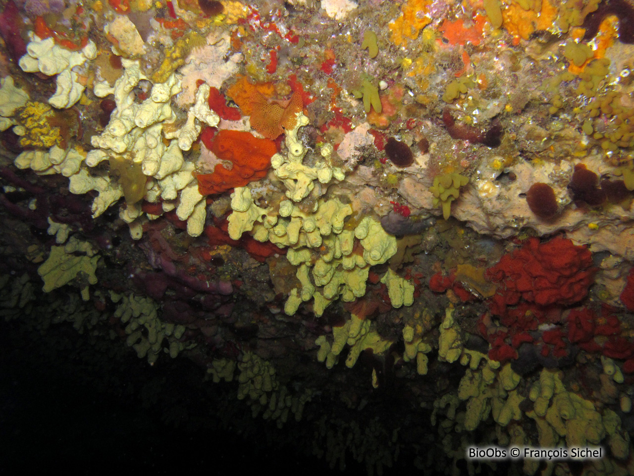 Eponge cavernicole jaune - Aplysina cavernicola - François Sichel - BioObs