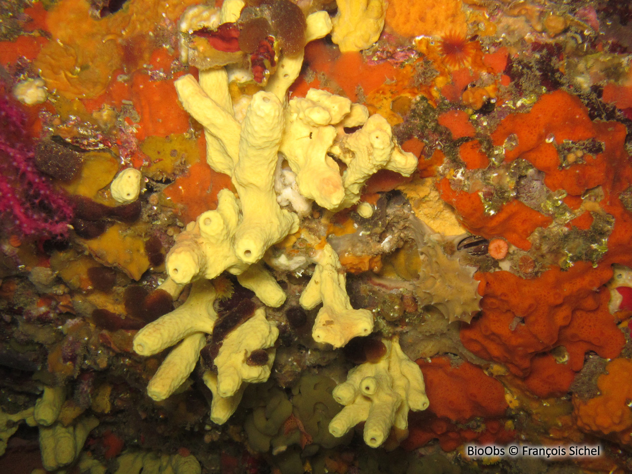 Eponge cavernicole jaune - Aplysina cavernicola - François Sichel - BioObs