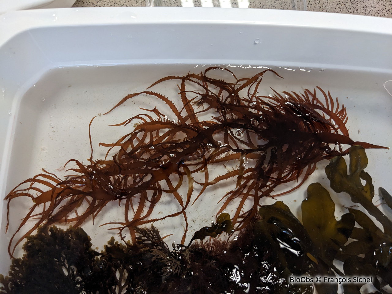 Algue à crinière - Calliblepharis jubata - François Sichel - BioObs