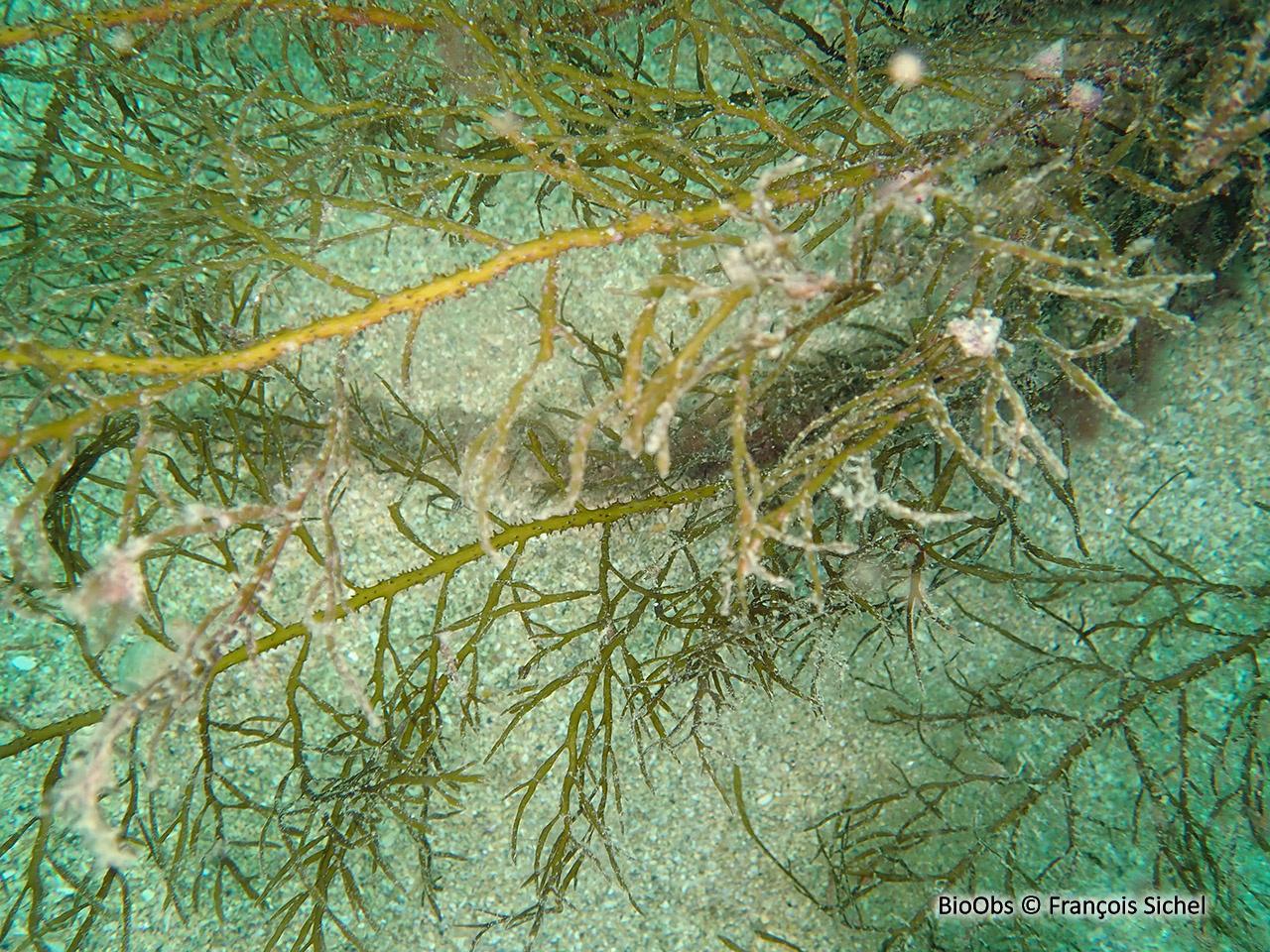 Cystoseire touffue - Cystoseira foeniculacea - François Sichel - BioObs