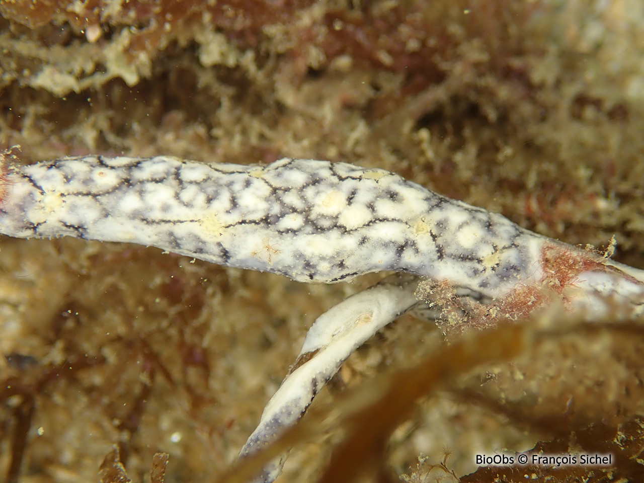 Didemne coriace - Didemnum coriaceum - François Sichel - BioObs
