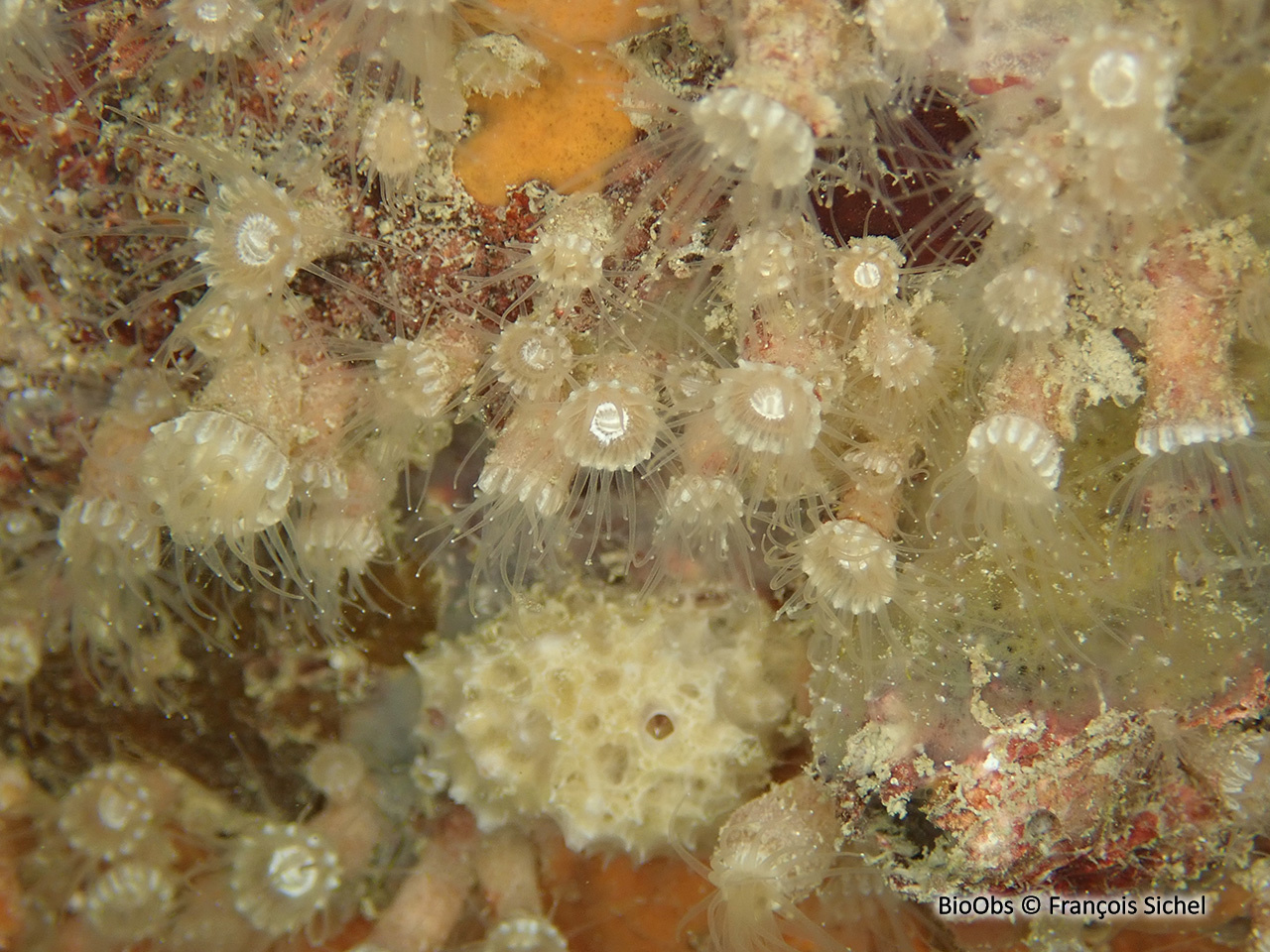 Anémone encroûtante brune - Epizoanthus couchii - François Sichel - BioObs