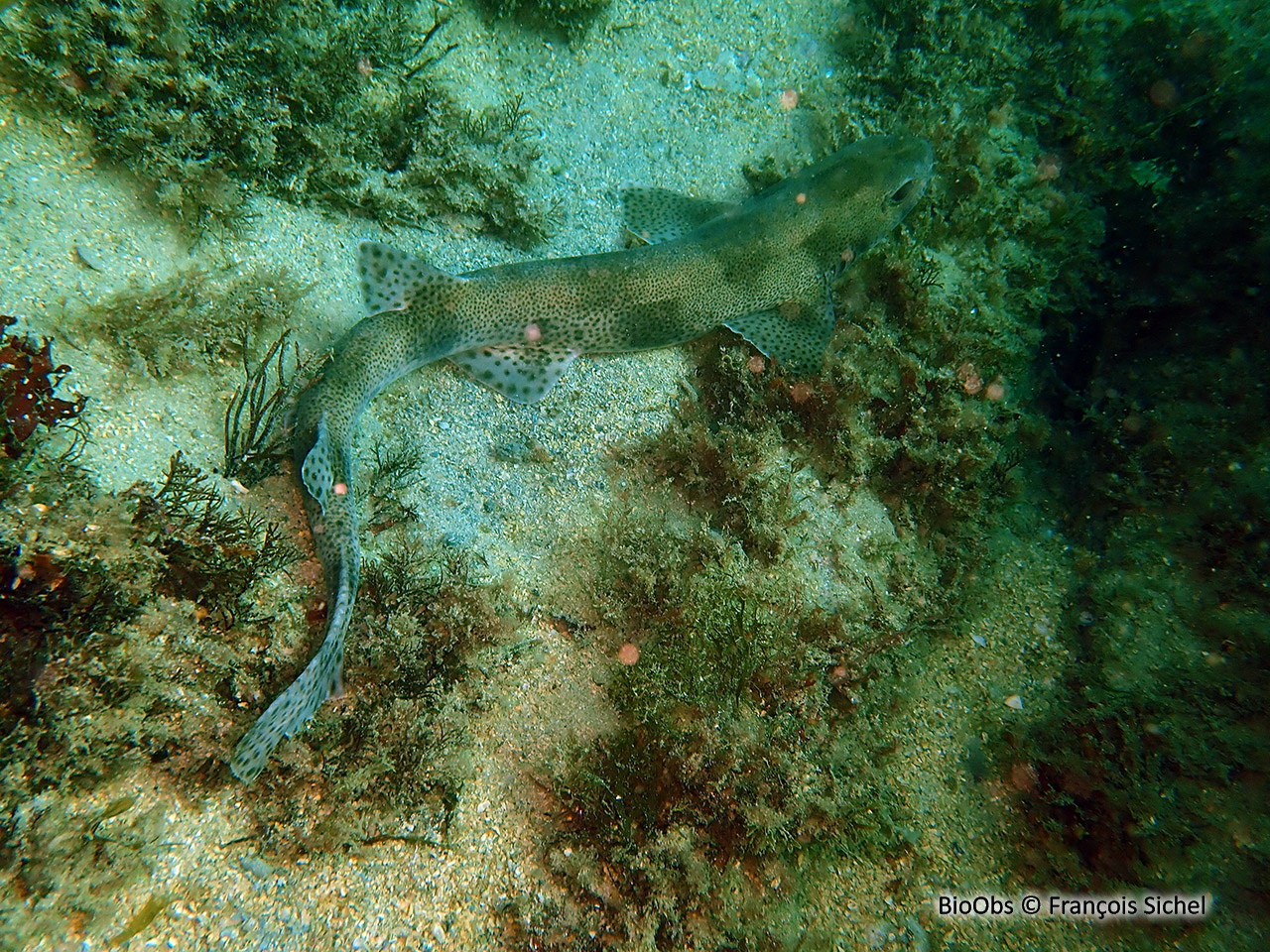 Petite roussette - Scyliorhinus canicula - François Sichel - BioObs