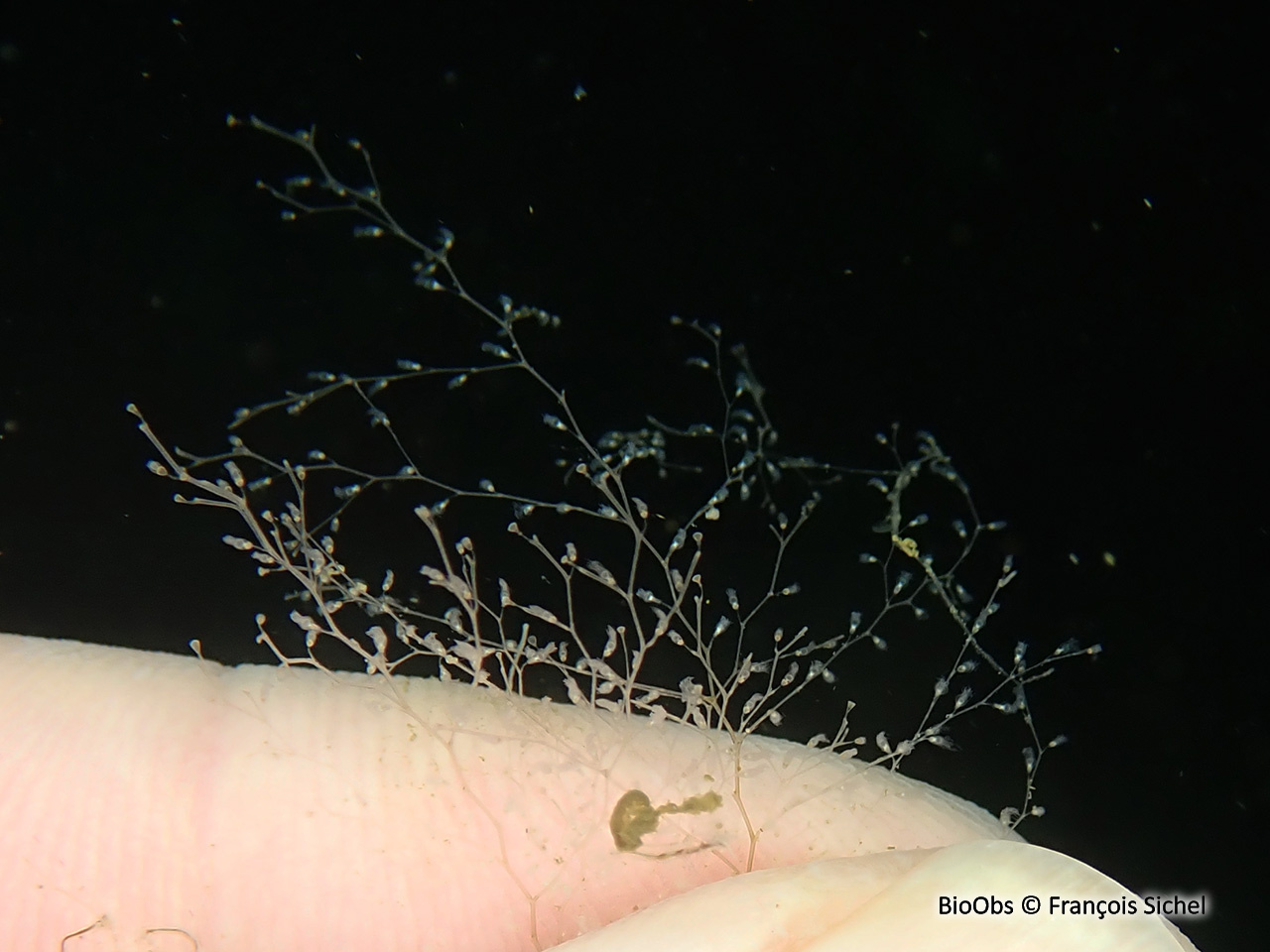 Grande obélie - Obelia longissima - François Sichel - BioObs