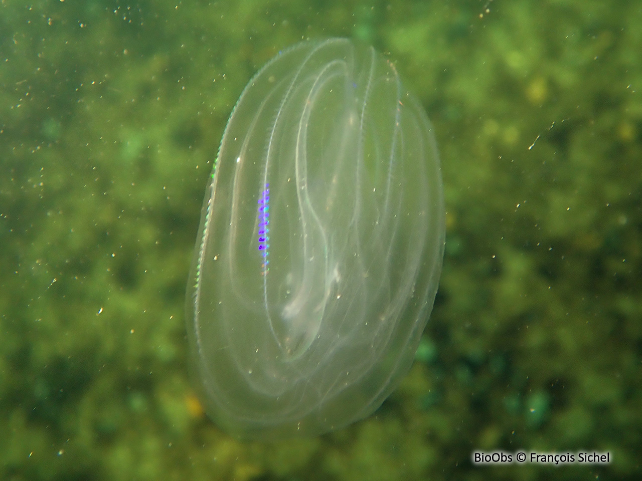 Mnemiopsis - Mnemiopsis leidyi - François Sichel - BioObs
