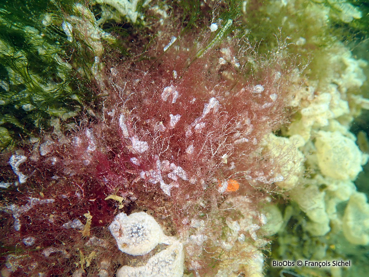 Céramium rouge - Ceramium virgatum - François Sichel - BioObs