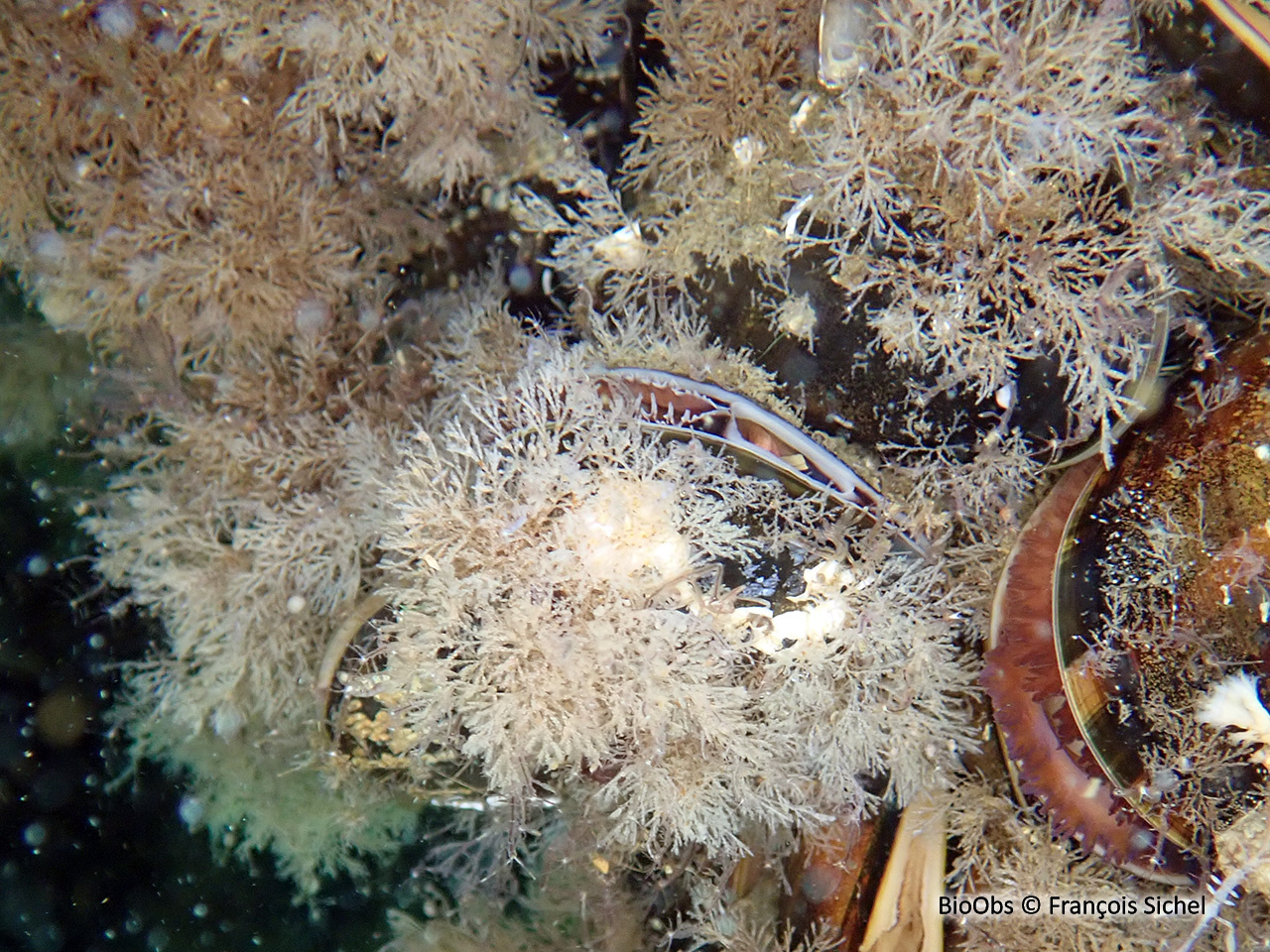 Bryozoaire inopiné - Tricellaria inopinata - François Sichel - BioObs