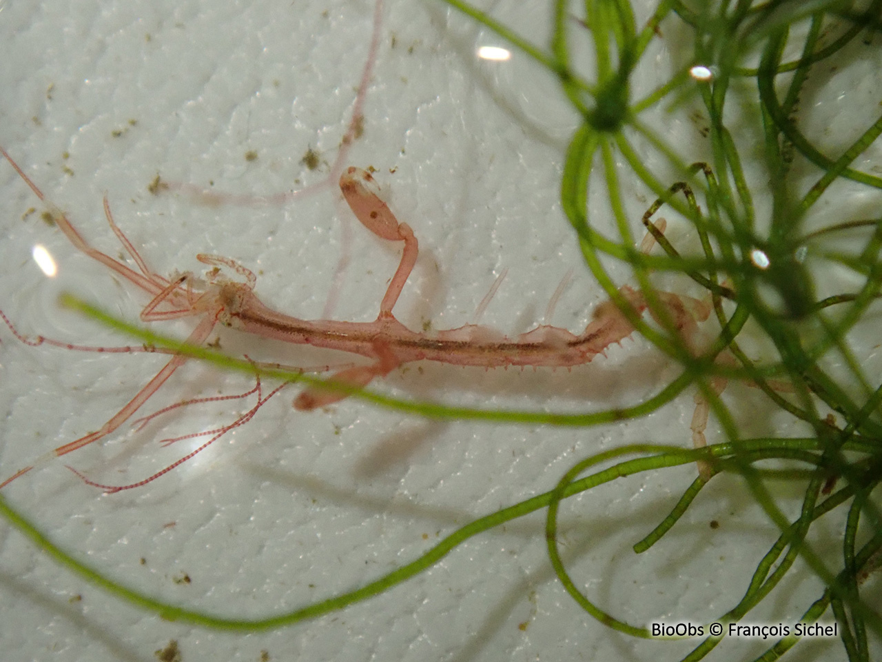 Caprelle japonaise - Caprella mutica - François Sichel - BioObs