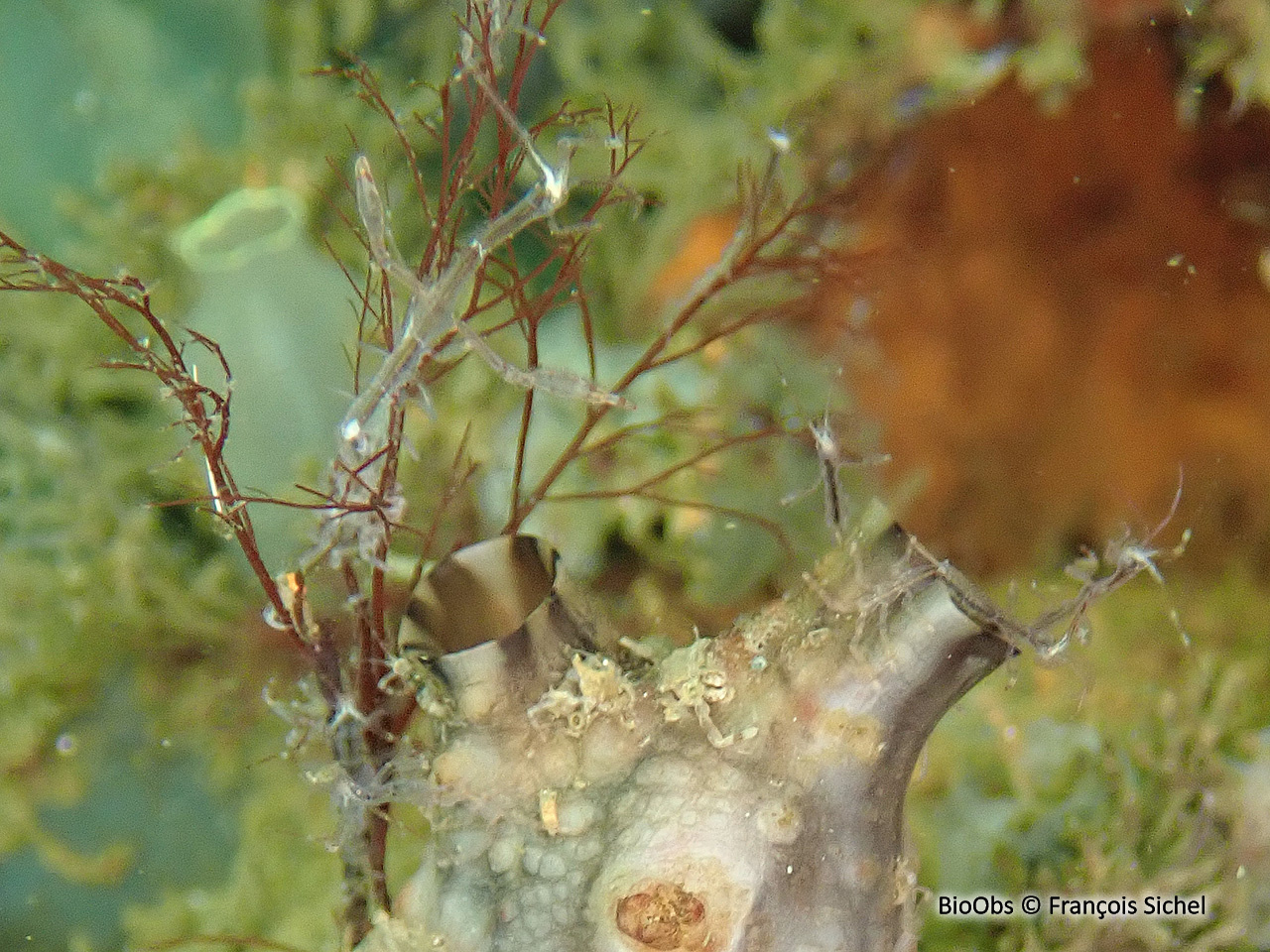 Caprelle japonaise - Caprella mutica - François Sichel - BioObs