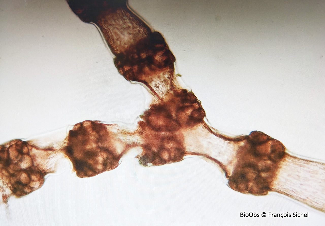 Céramium rouge - Ceramium virgatum - François Sichel - BioObs