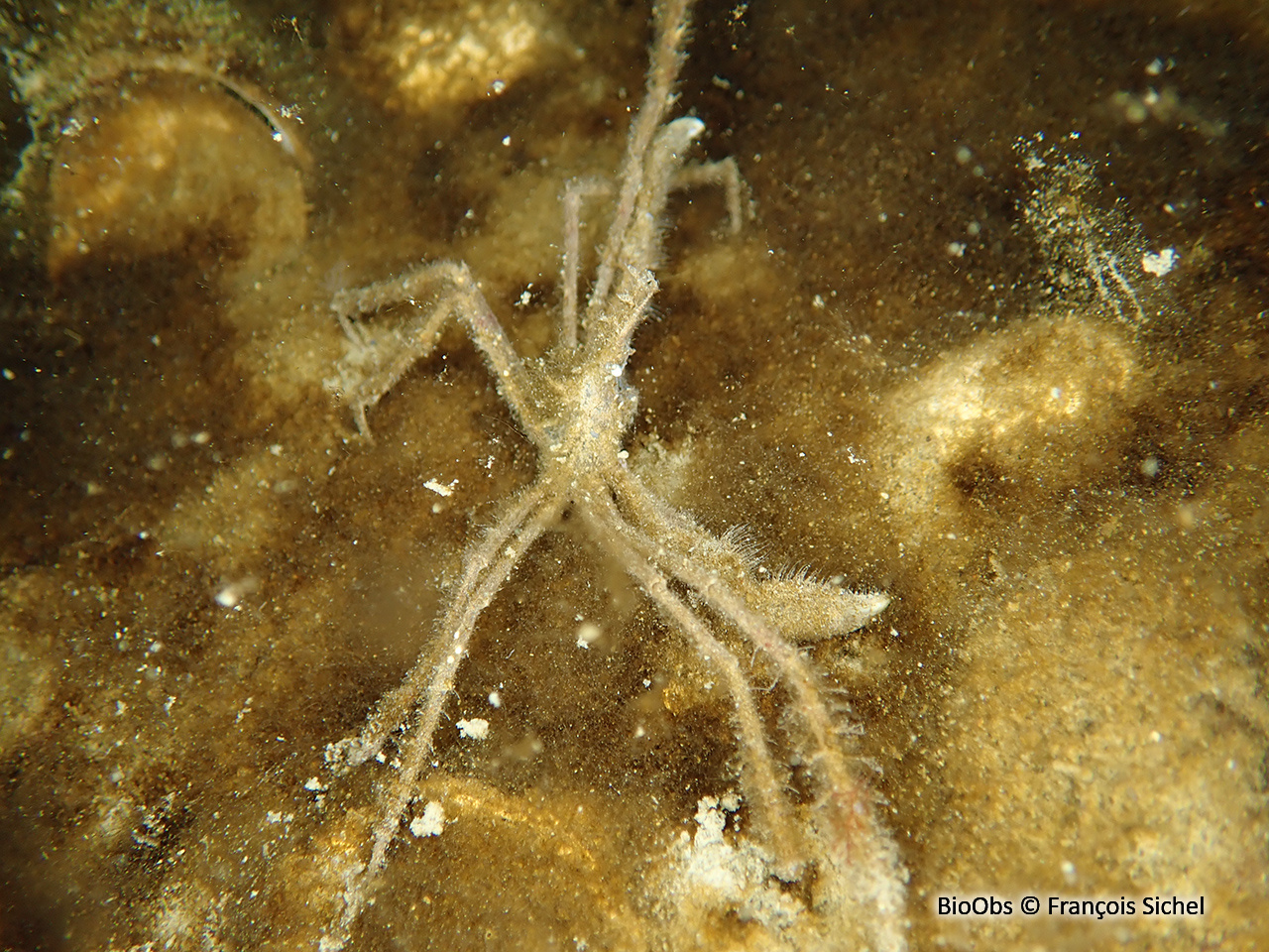Araignée macropode (genre) - Macropodia - François Sichel - BioObs