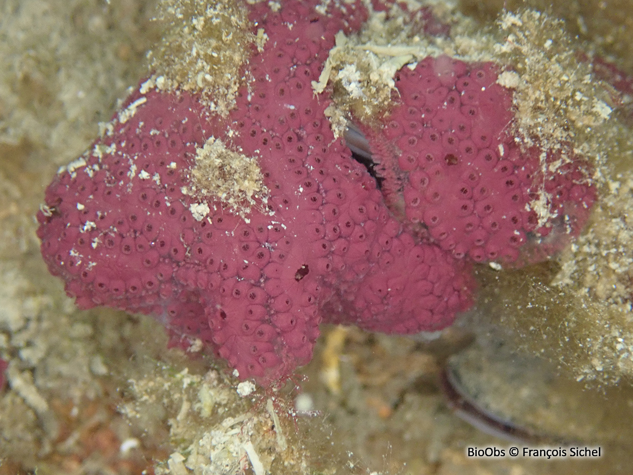Botrylloïde - Botrylloides sp. - François Sichel - BioObs