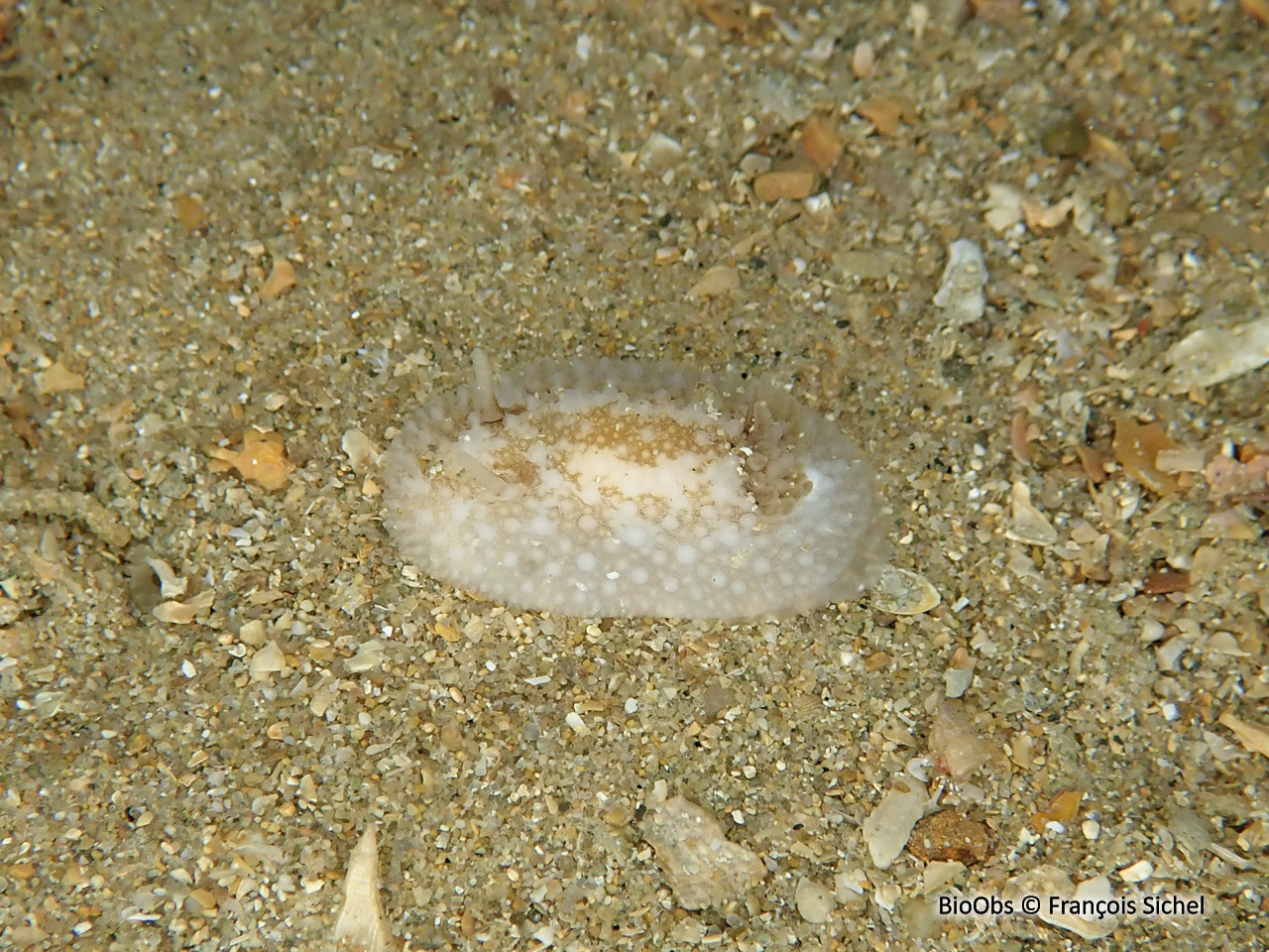 Doris fer-à-cheval - Onchidoris bilamellata - François Sichel - BioObs