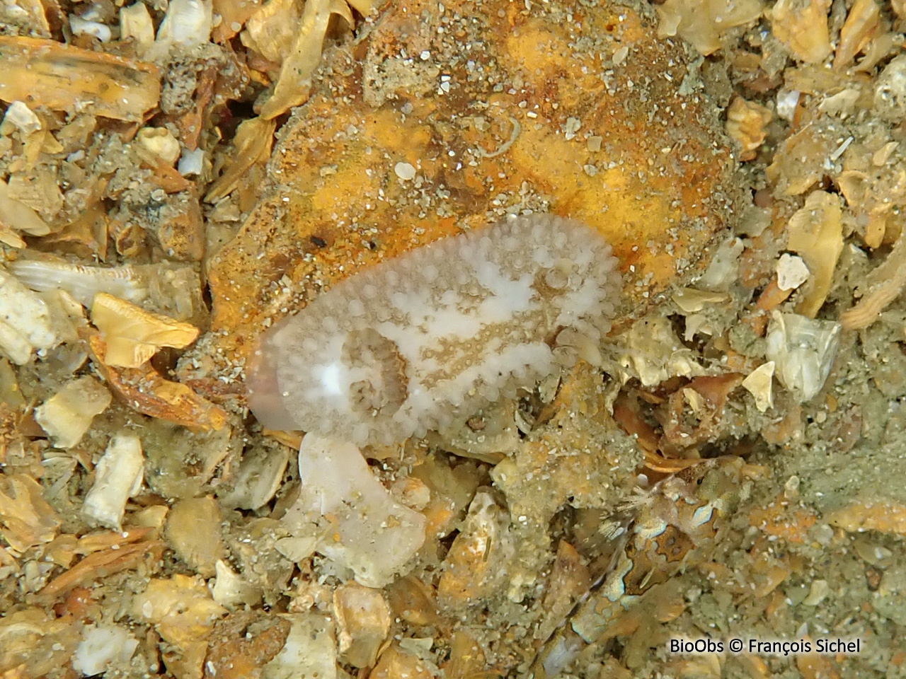 Doris fer-à-cheval - Onchidoris bilamellata - François Sichel - BioObs