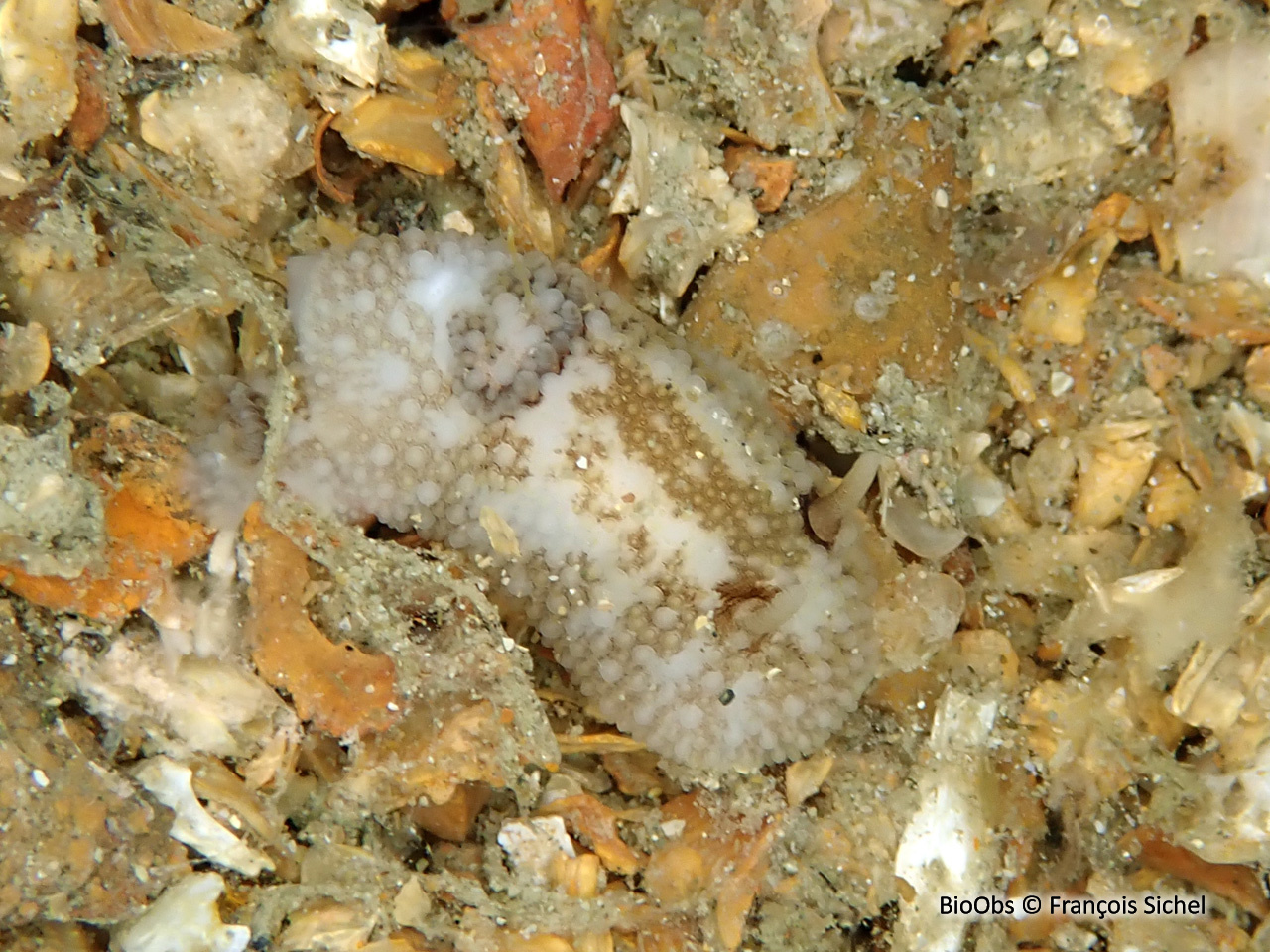 Doris fer-à-cheval - Onchidoris bilamellata - François Sichel - BioObs