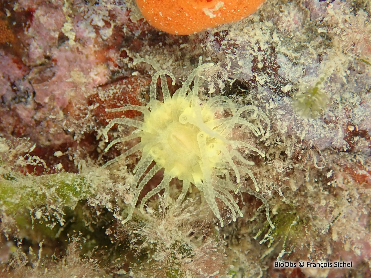 Madrépore bouton d'or - Balanophyllia (Balanophyllia) regia - François Sichel - BioObs