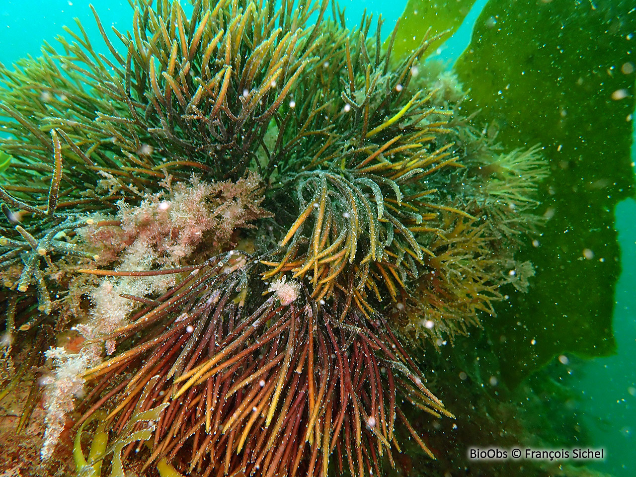 Algue lombric - Furcellaria lumbricalis - François Sichel - BioObs