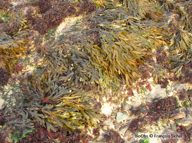 Fucus denté - Fucus serratus - François Sichel - BioObs