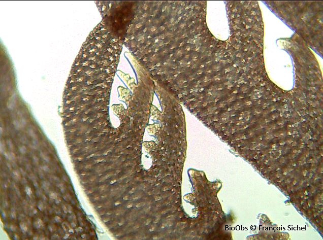 Plocamium cartilagineux - Plocamium cartilagineum - François Sichel - BioObs