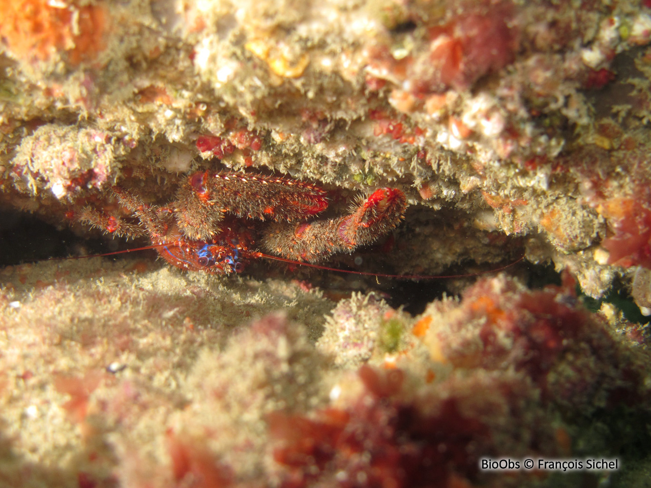 Galathée bicolore - Galathea strigosa - François Sichel - BioObs