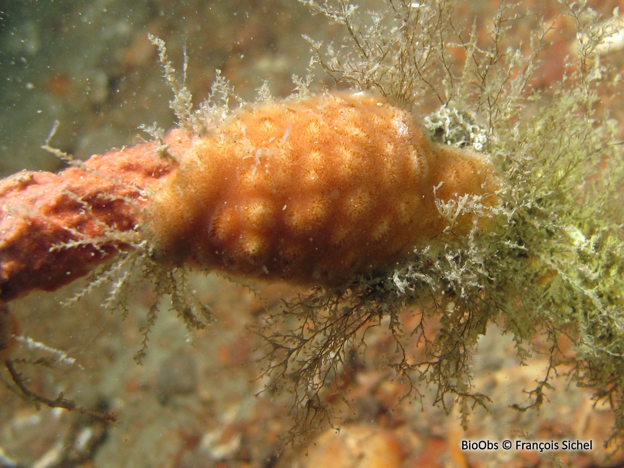 Cellépore pierreuse orange - Cellepora pumicosa - François Sichel - BioObs