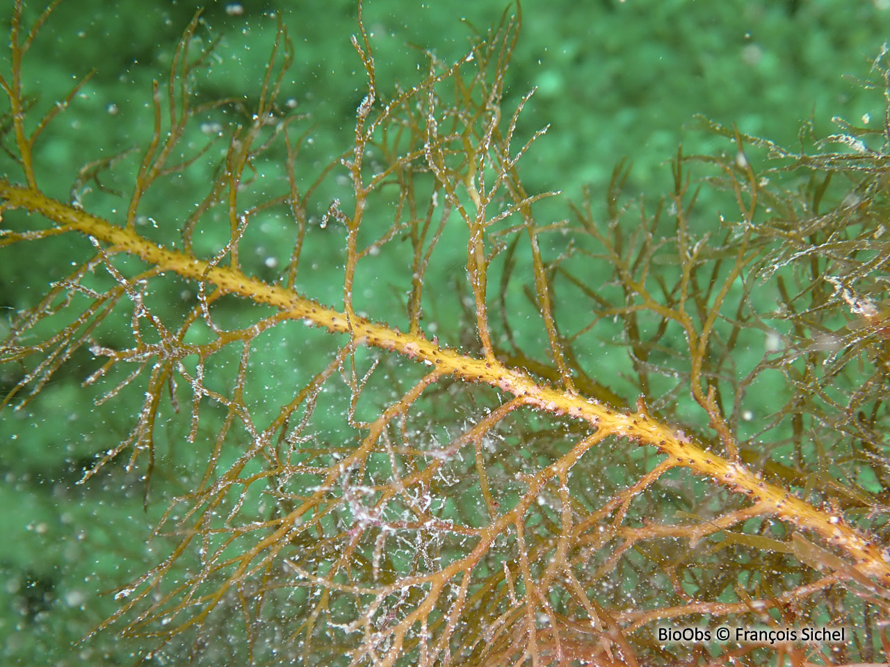 Cystoseire touffue - Cystoseira foeniculacea - François Sichel - BioObs