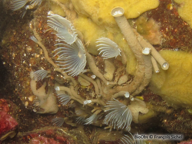 Protule lisse - Protula tubularia - François Sichel - BioObs