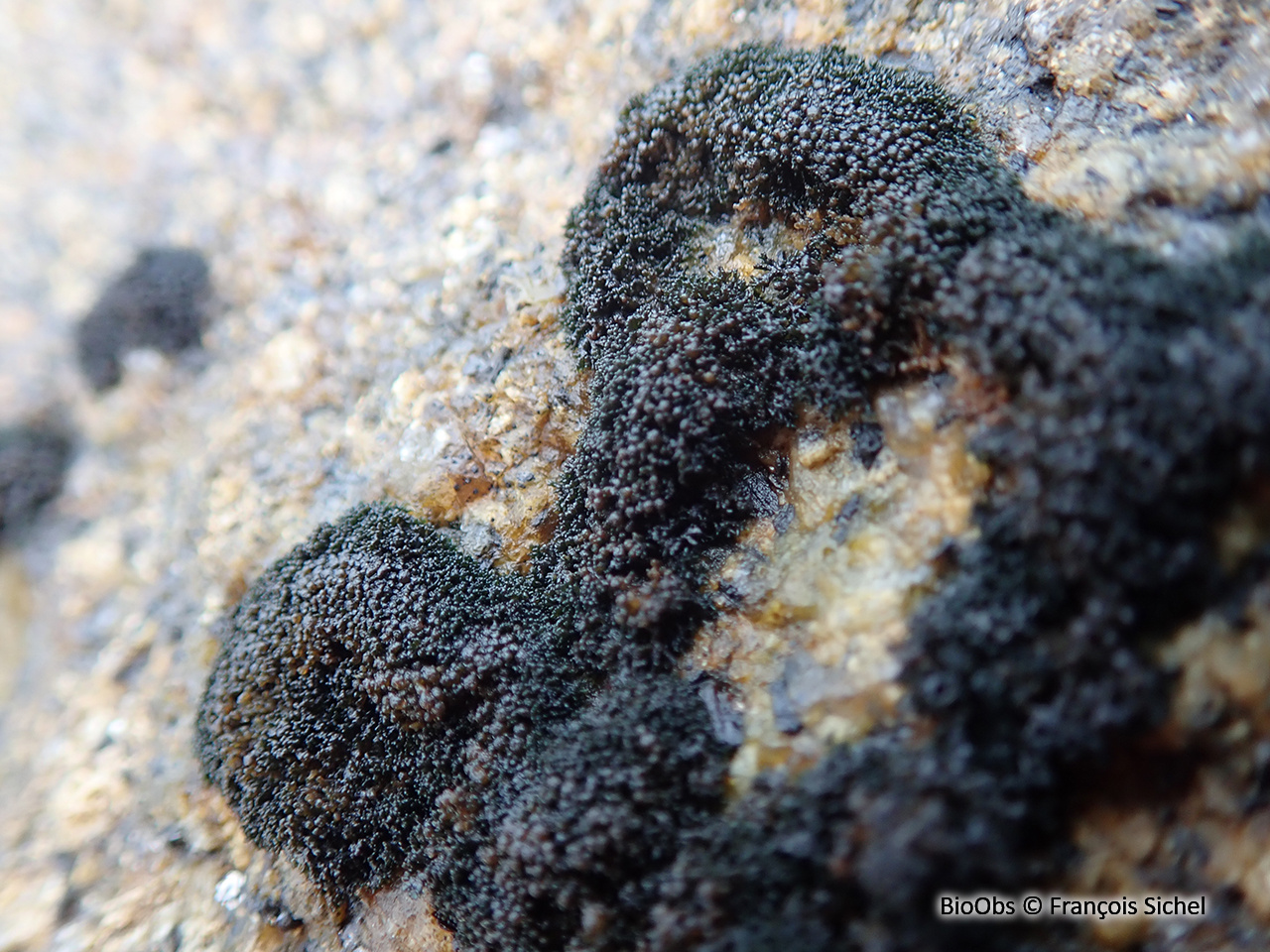 Lichen confiné - Lichina confinis - François Sichel - BioObs