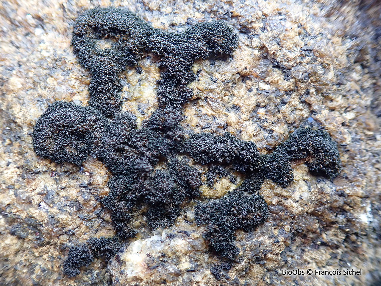 Lichen confiné - Lichina confinis - François Sichel - BioObs