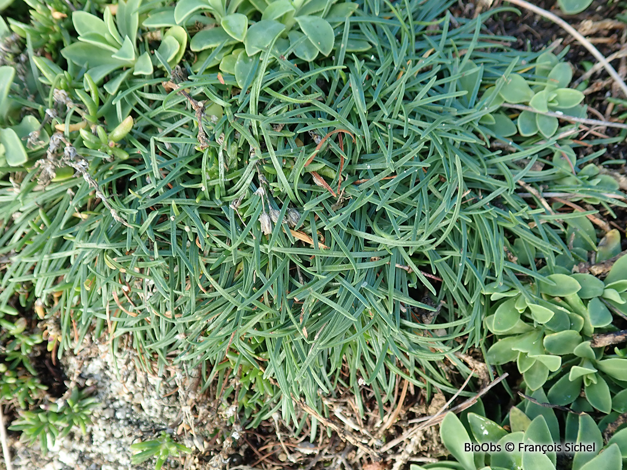 Armérie maritime - Armeria maritima - François Sichel - BioObs